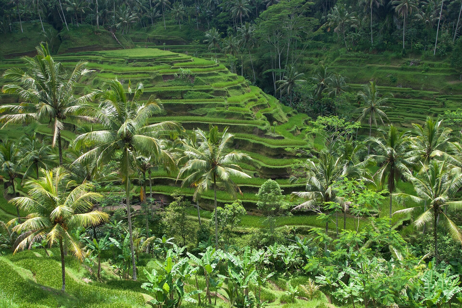 Bali > main-character energy