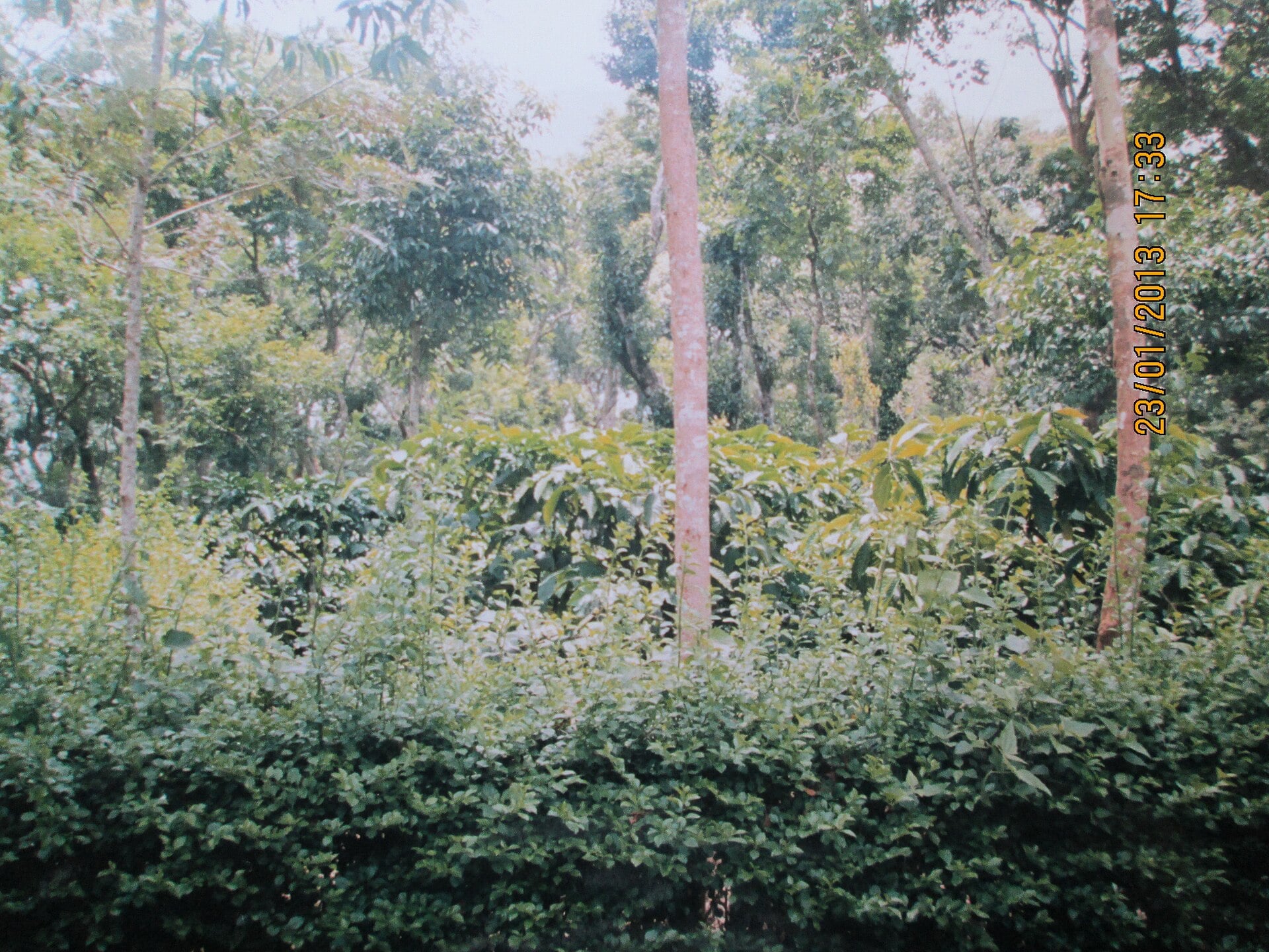Coorg > coffee plantations & silence