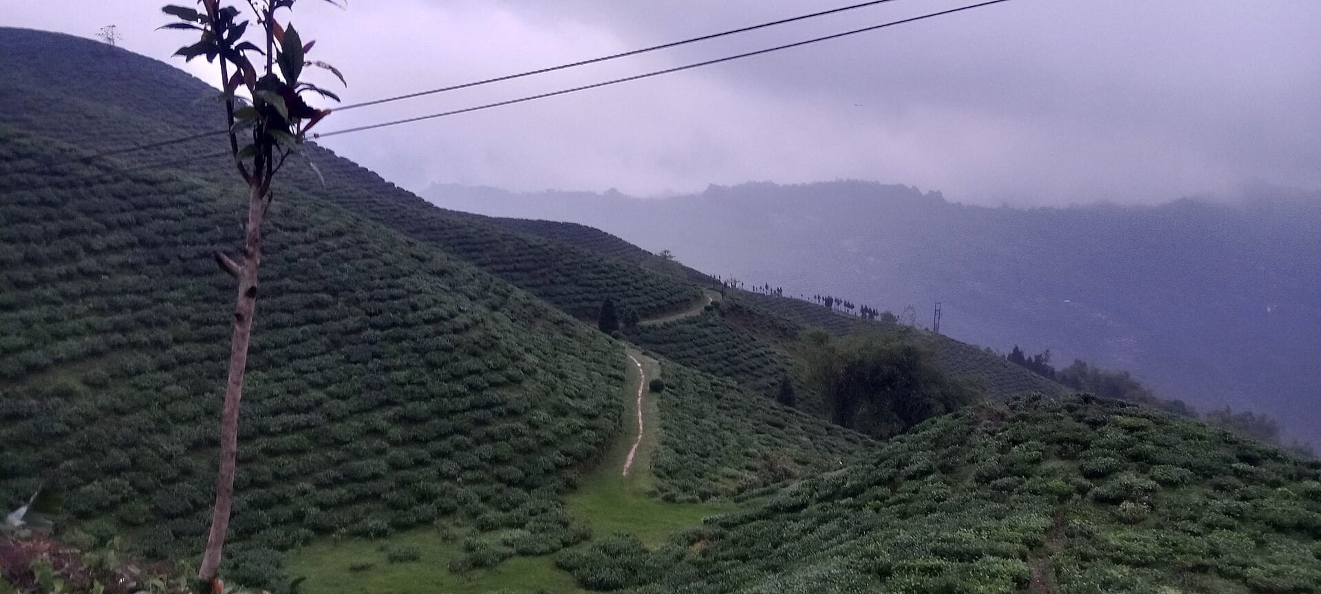 Darjeeling > tea terraces & toy train